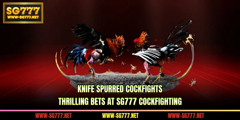 Knife spurred cockfights – Thrilling bets at SG777 cockfighting