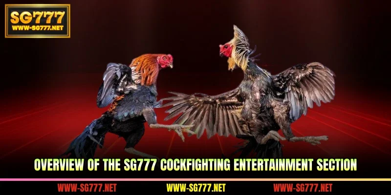 Overview of the SG777 cockfighting entertainment section