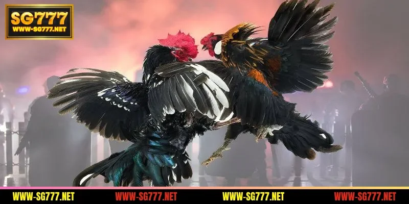 reasons-to-participate-in-betting-in-the-sv388-lobby-at-sg777